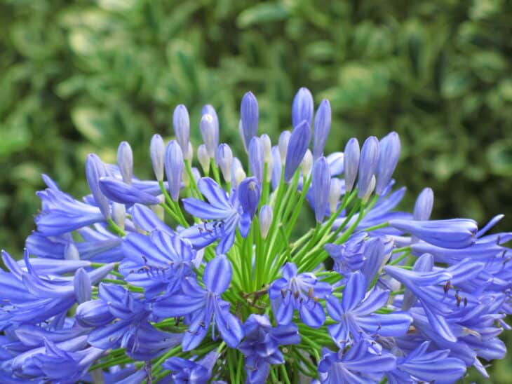 Lily of the Nile - Agapanthus africanus