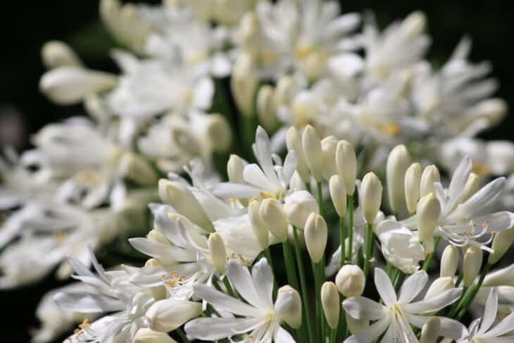 Lily of the Nile - Agapanthus africanus