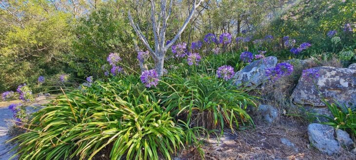 Lily of the Nile - Agapanthus africanus
