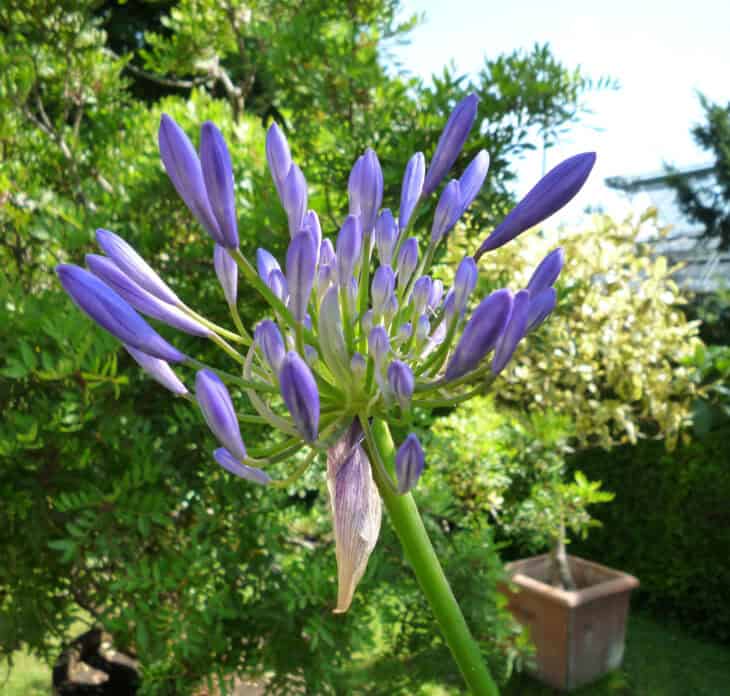 Lily of the Nile - Agapanthus africanus