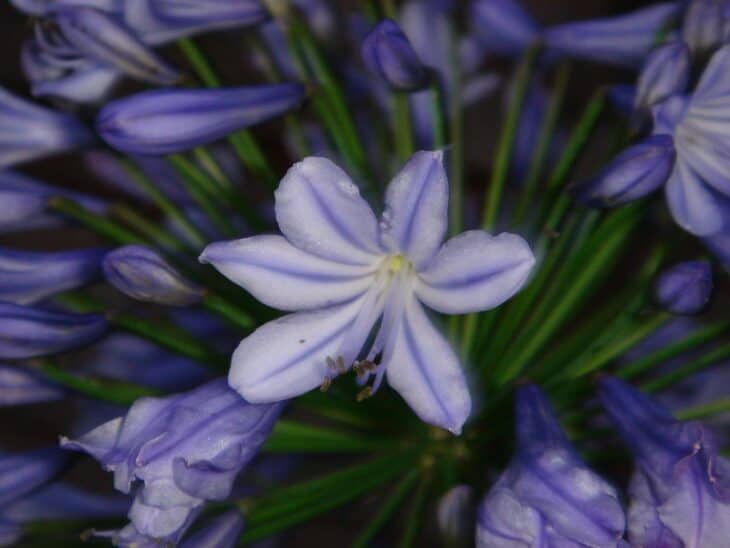 Lily of the Nile - Agapanthus africanus