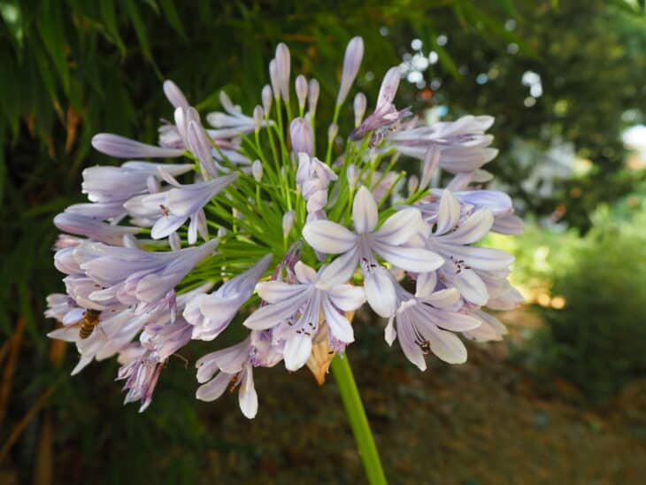Lily of the Nile - Agapanthus africanus