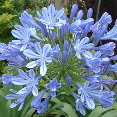 Lily of the Nile - Agapanthus africanus
