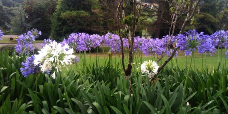 Lily of the Nile - Agapanthus africanus