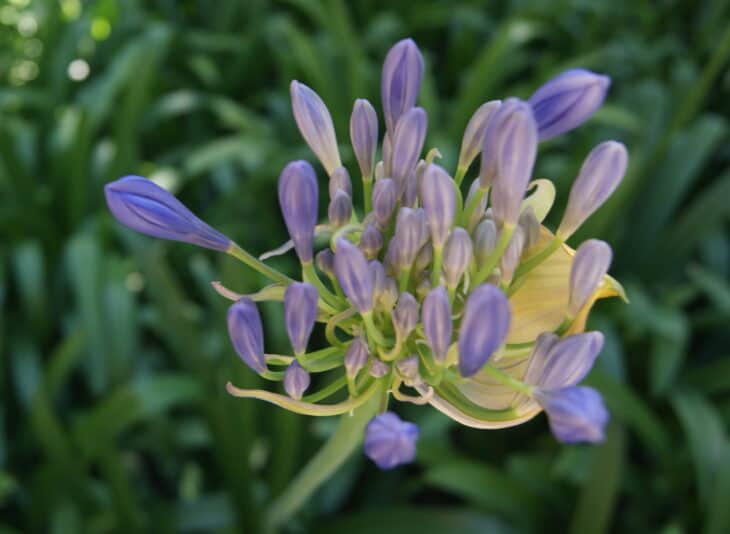 Lily of the Nile - Agapanthus africanus