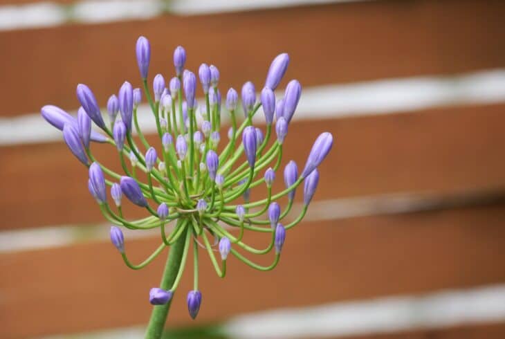 Lily of the Nile - Agapanthus africanus