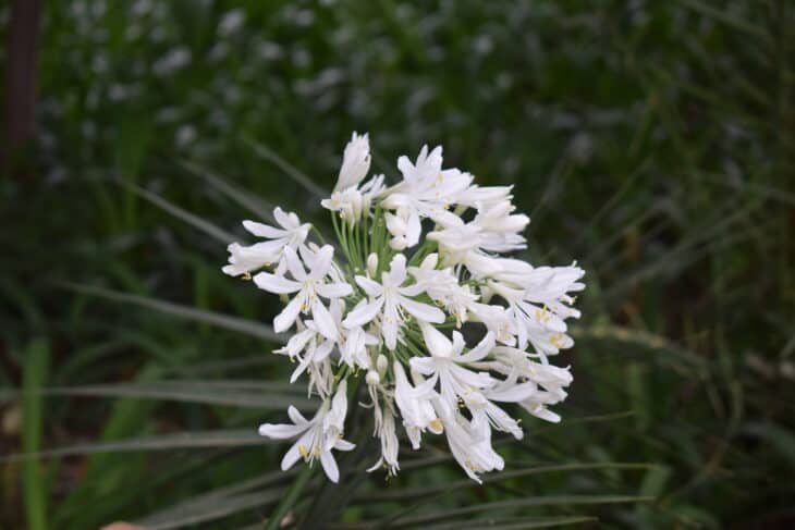 Lily of the Nile - Agapanthus africanus