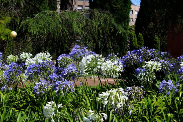 Lily of the Nile - Agapanthus africanus