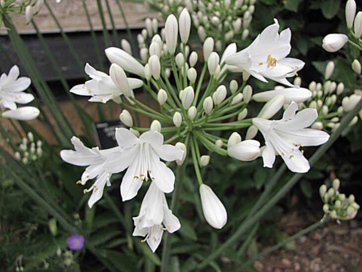 Lily of the Nile - Agapanthus africanus