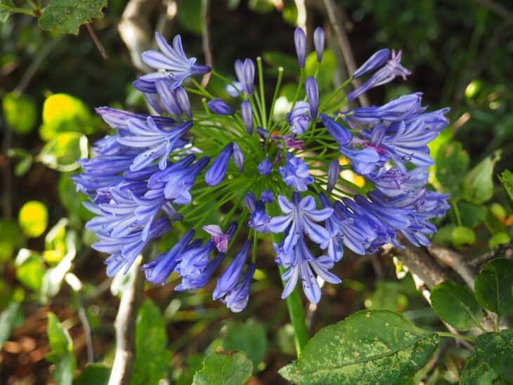 Lily of the Nile - Agapanthus africanus