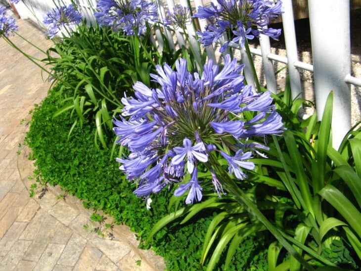 Lily of the Nile - Agapanthus africanus