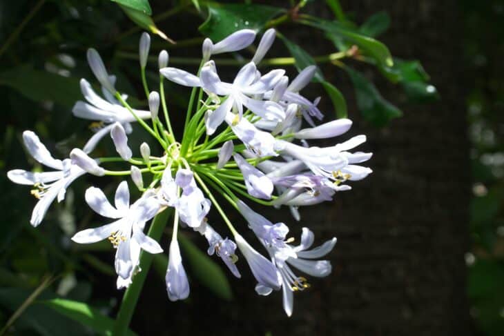 Lily of the Nile - Agapanthus africanus