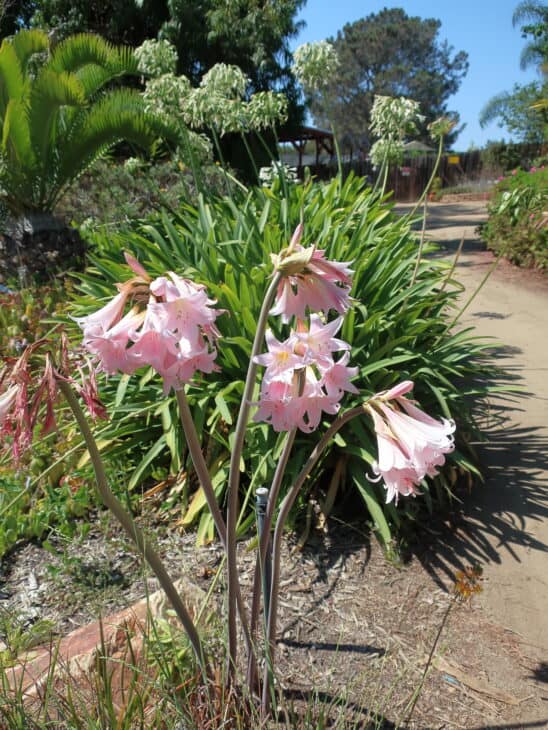 Lily of the Nile - Agapanthus africanus
