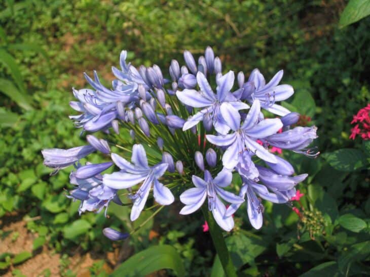 Lily of the Nile - Agapanthus africanus