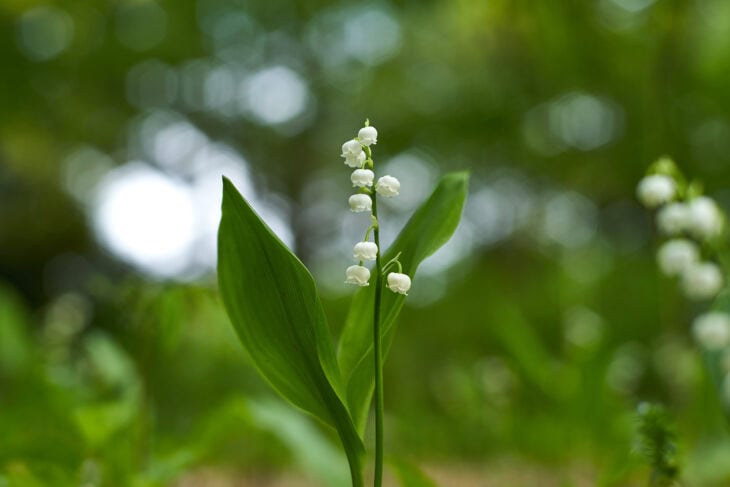 Lily of the valley