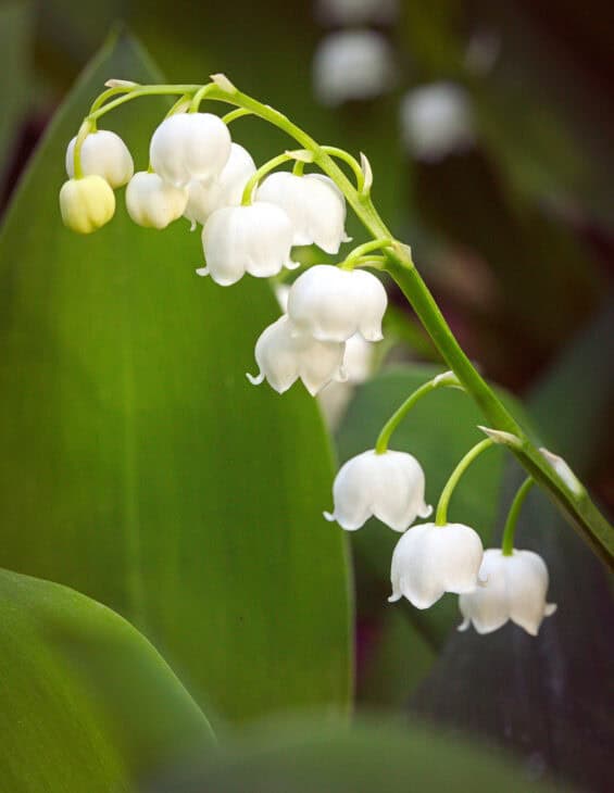Lily of the valley