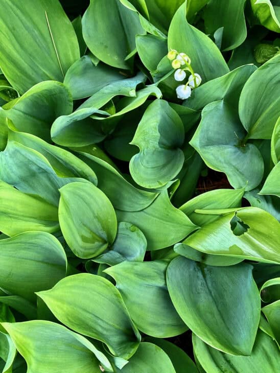 Lily of the Valley