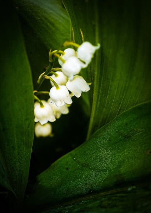 Lily of the Valley