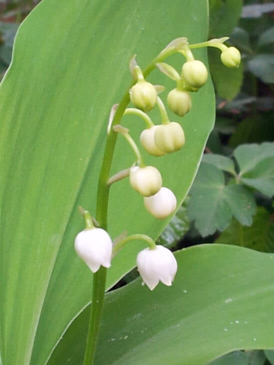Lily of the valley with morning dew