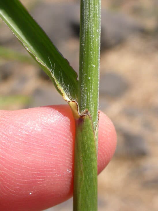 Maiden Grass - Miscanthus sinensis