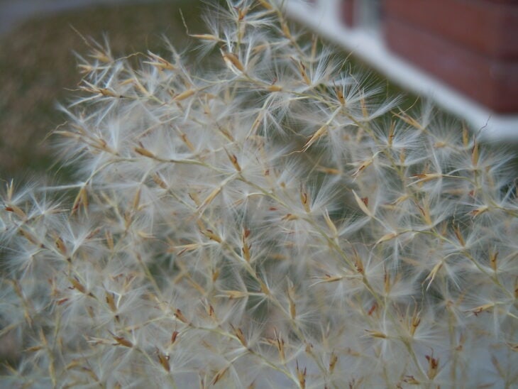 Maiden Grass - Miscanthus sinensis