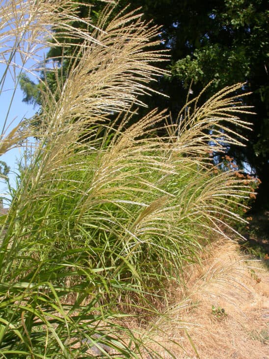 Maiden Grass - Miscanthus sinensis