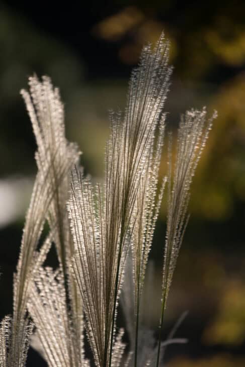 Maiden Grass - Miscanthus sinensis