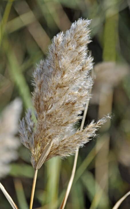 Maiden Grass - Miscanthus sinensis