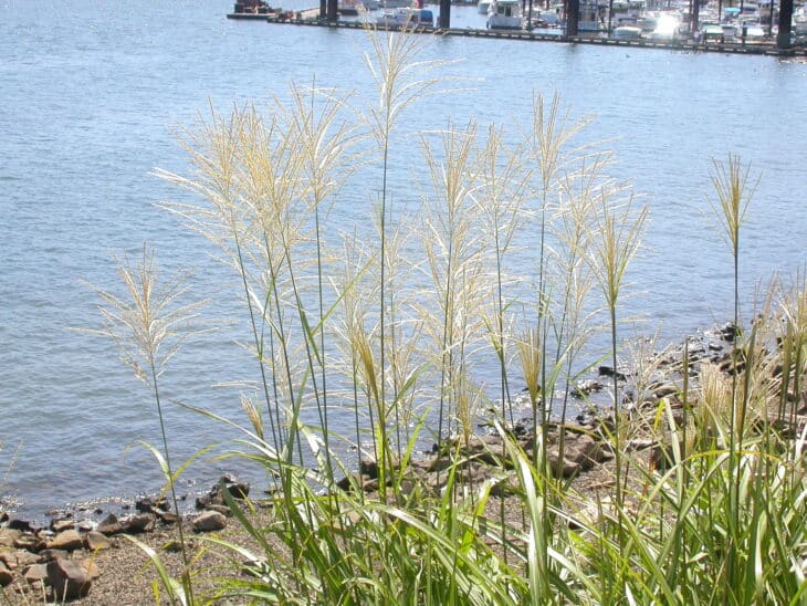 Maiden Grass - Miscanthus sinensis