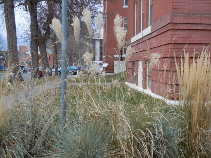 Maiden Grass - Miscanthus sinensis