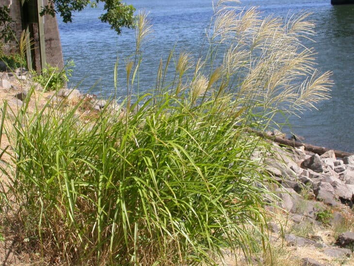 Maiden Grass - Miscanthus sinensis