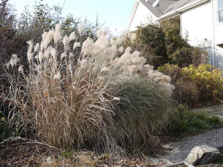 Maiden Grass - Miscanthus sinensis