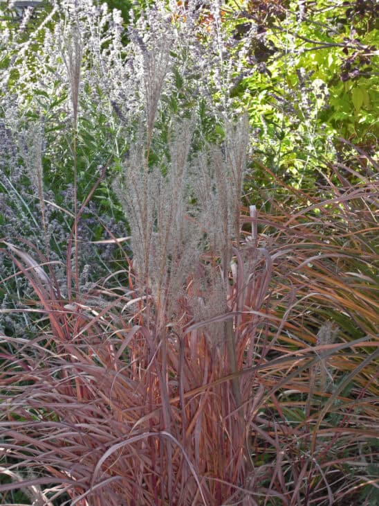 Maiden Grass - Miscanthus sinensis