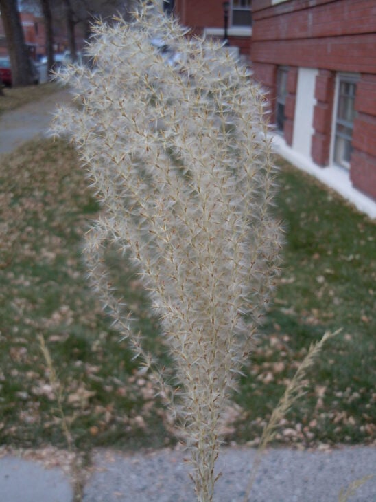 Maiden Grass - Miscanthus sinensis