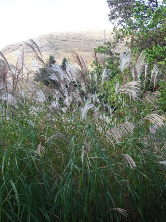 Maiden Grass - Miscanthus sinensis