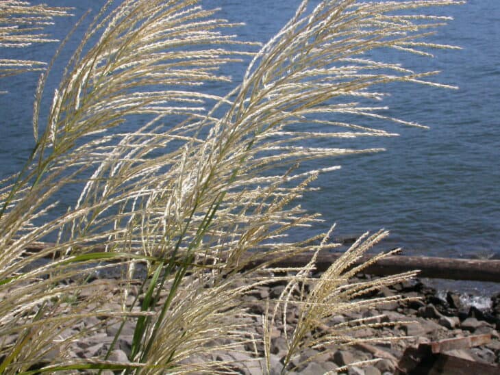 Maiden Grass - Miscanthus sinensis