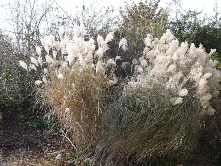 Maiden Grass - Miscanthus sinensis