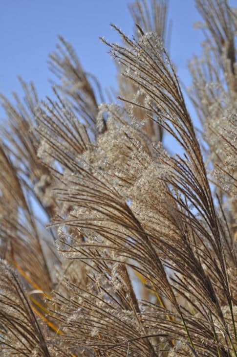 Maiden Grass - Miscanthus sinensis