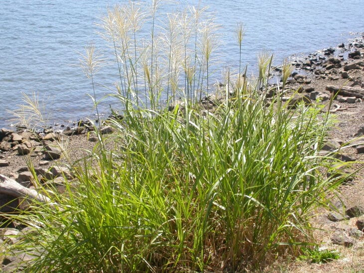 Maiden Grass - Miscanthus sinensis