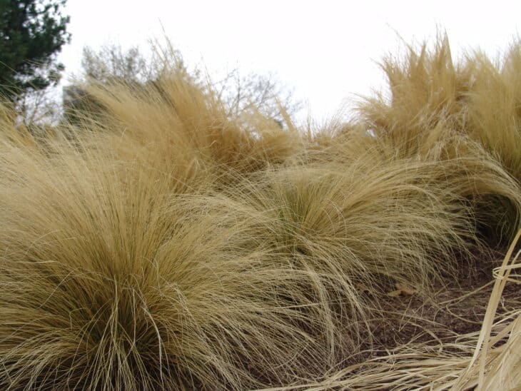 Mexican Feather Grass - Nassella tenuissima