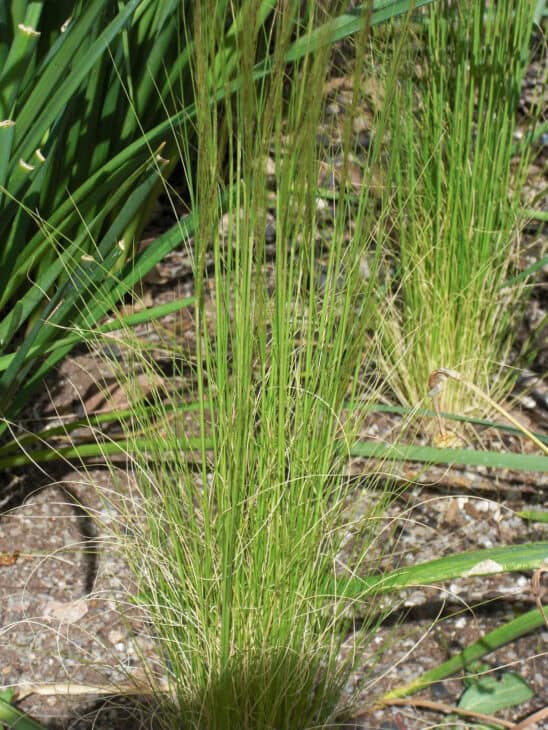 Mexican Feather Grass - Nassella tenuissima