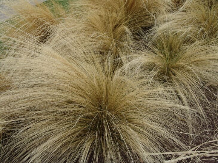 Mexican Feather Grass - Nassella tenuissima