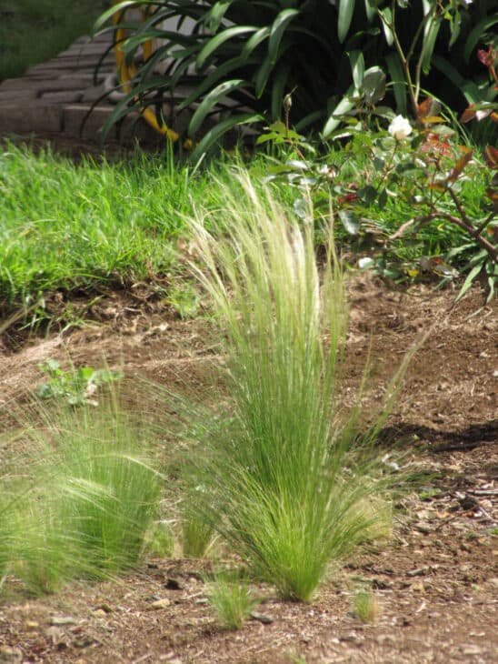 Mexican Feather Grass - Nassella tenuissima