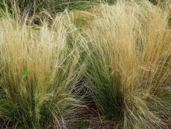 Mexican Feather Grass - Nassella tenuissima