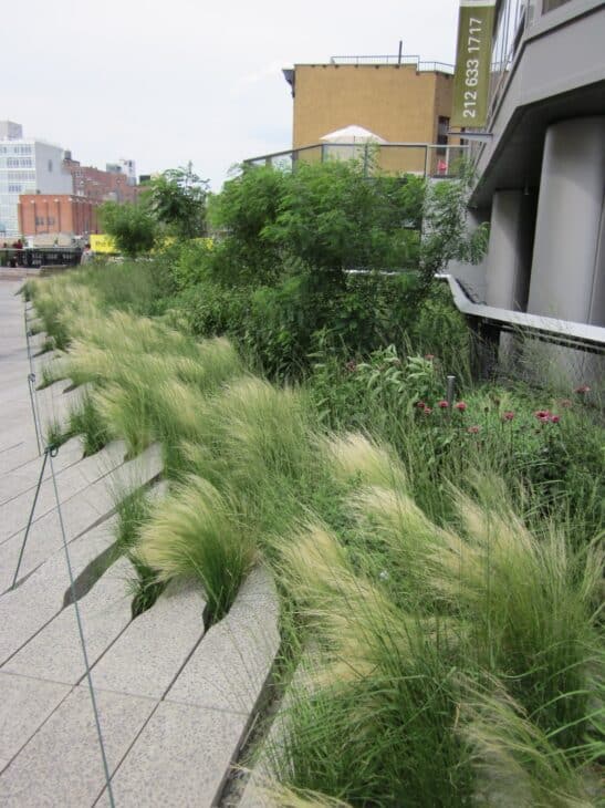 Mexican Feather Grass - Nassella tenuissima