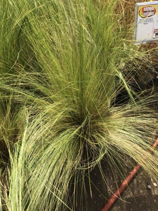 Mexican Feather Grass - Nassella tenuissima