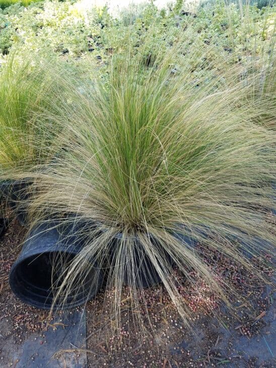 Mexican Feather Grass - Nassella tenuissima