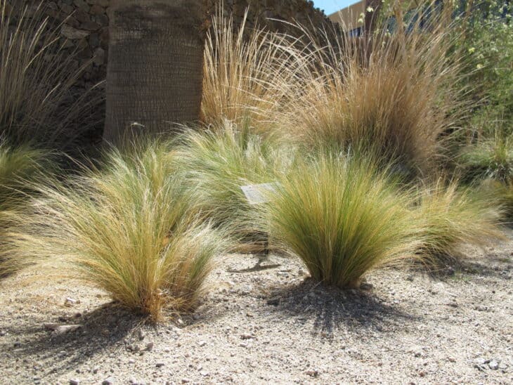 Mexican Feather Grass - Nassella tenuissima