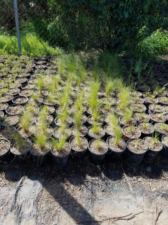 Mexican Feather Grass - Nassella tenuissima