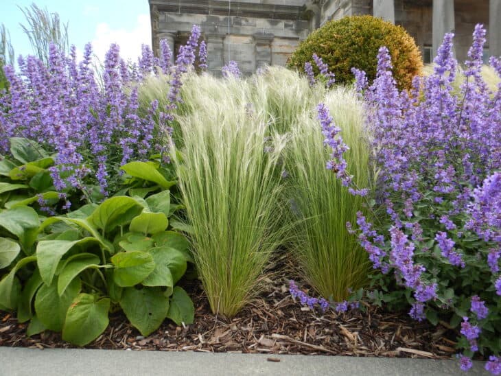 Mexican Feather Grass - Nassella tenuissima